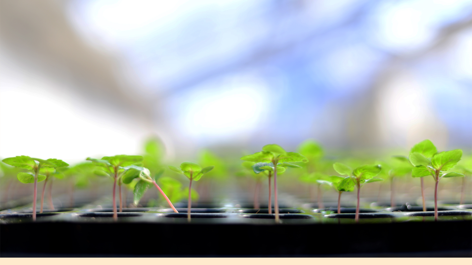 中原温室-背景2