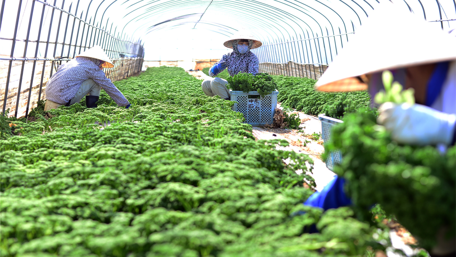 中原温室-背景3