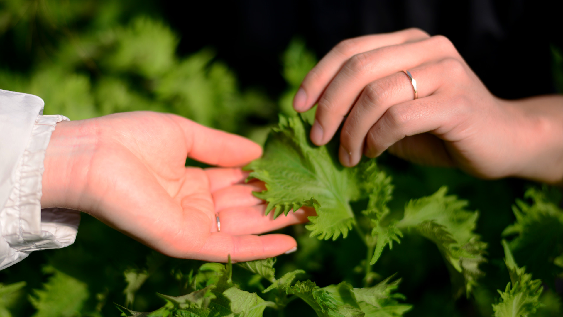 中原温室-背景5