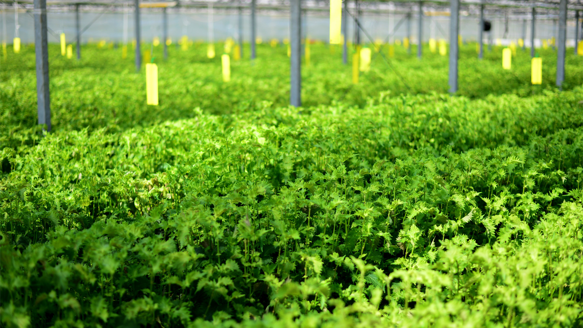 中原温室-背景6