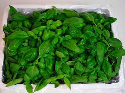 バジル加工用